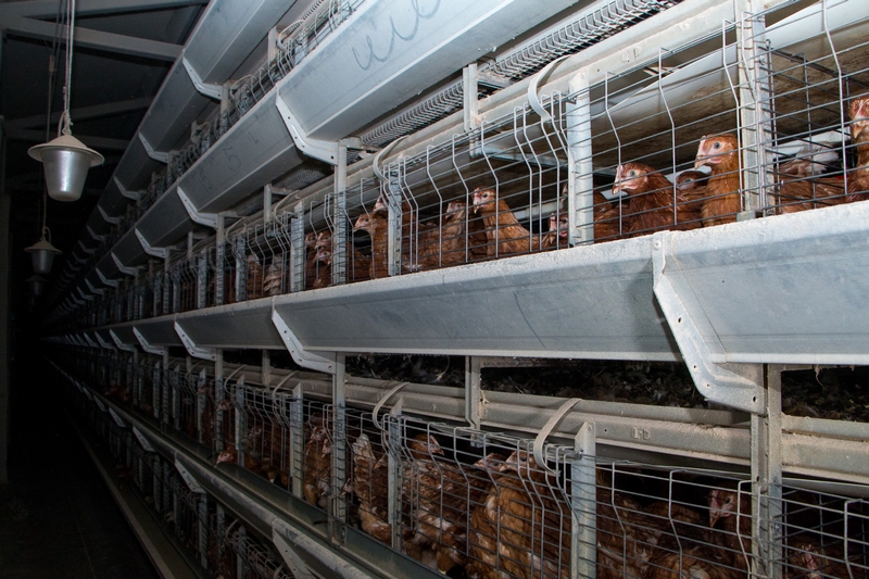 Rimi teatas otsusest müüa vaid puurivabade kanade mune hiljemalt 2025.aastaks