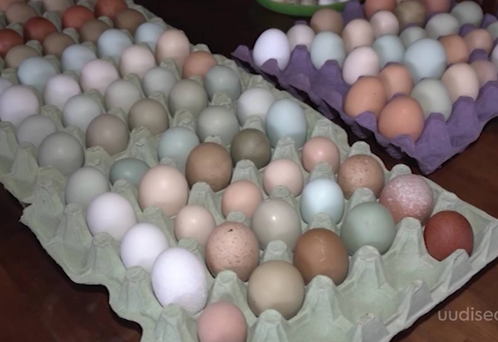 Video! Eesti Vabariigi 100. sünnipäevaks kingitakse sada erinevat värvi muna