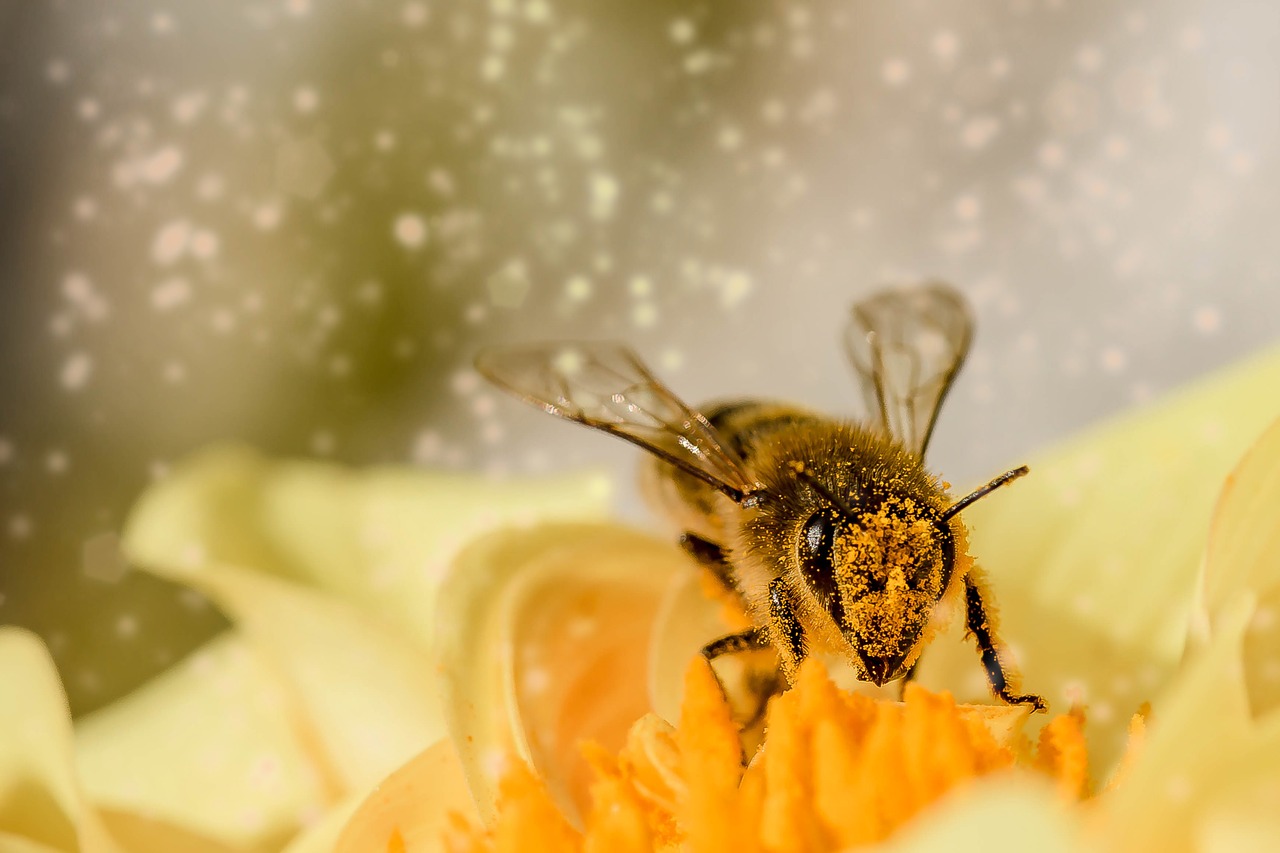 Ülemiste keskus palkas mesilased linnaloodust seirama