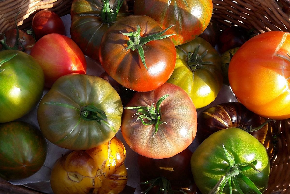 VIDEO I Järvamaa mees on jäägitult pühendunud tomatitele: nad on nagu lapsed