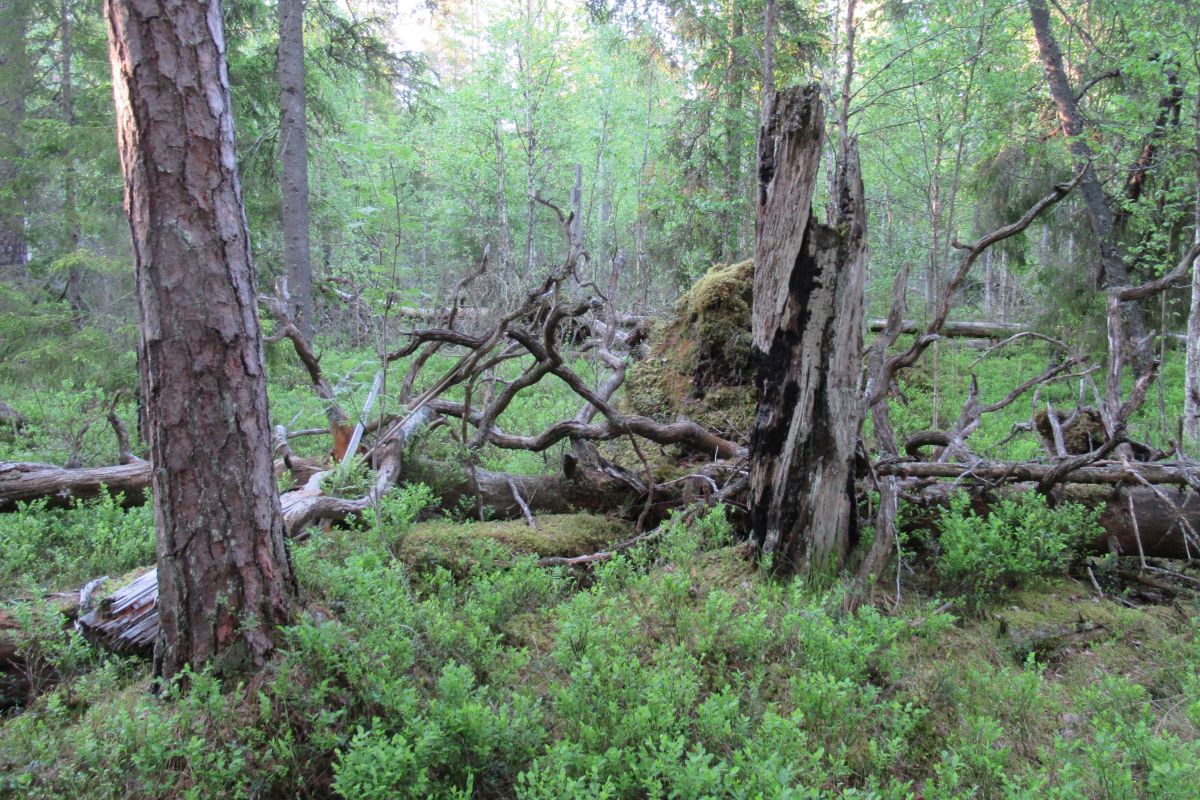 EKSPERDID KAARDISTASID I Kõige enam vääriselupaiku on leitud Hiiumaal, Pärnumaal, Virumaal ja Tartumaal