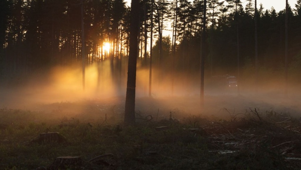VÄRSKE RAPORT I Metsa- ja puidusektor on ühe väikseima keskkonnajalajäljega tööstusharu