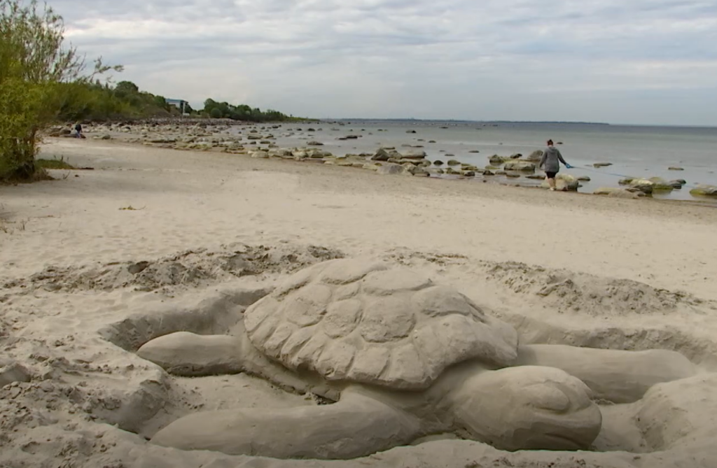 VIDEO I Äge vaatepilt! Haabneeme rannas lösutab hiiglaslik liivakilpkonn