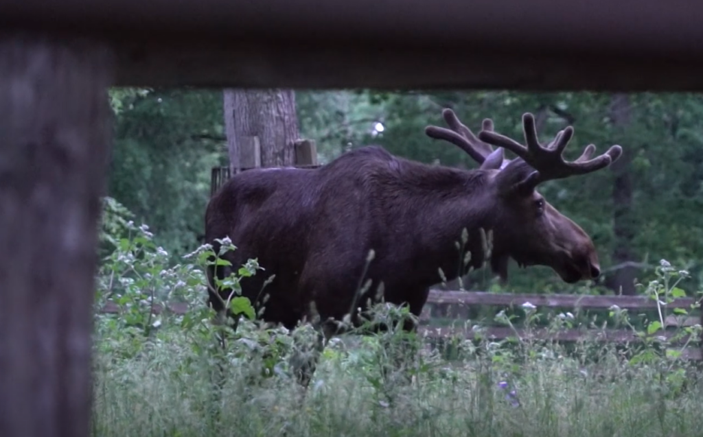 VIDEO I Elistvere loomapark pakub eriti põnevat avastamist just hilisõhtusel ajal