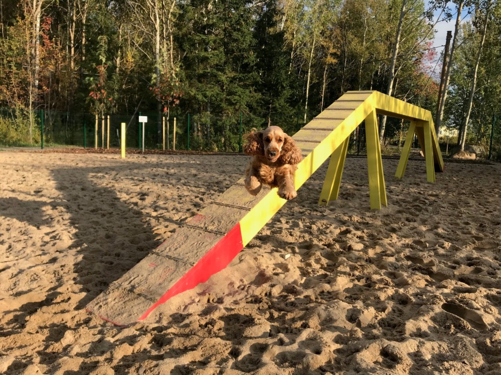 Neljajalgsed lemmikud said Kakumäele esimese oma väljaku