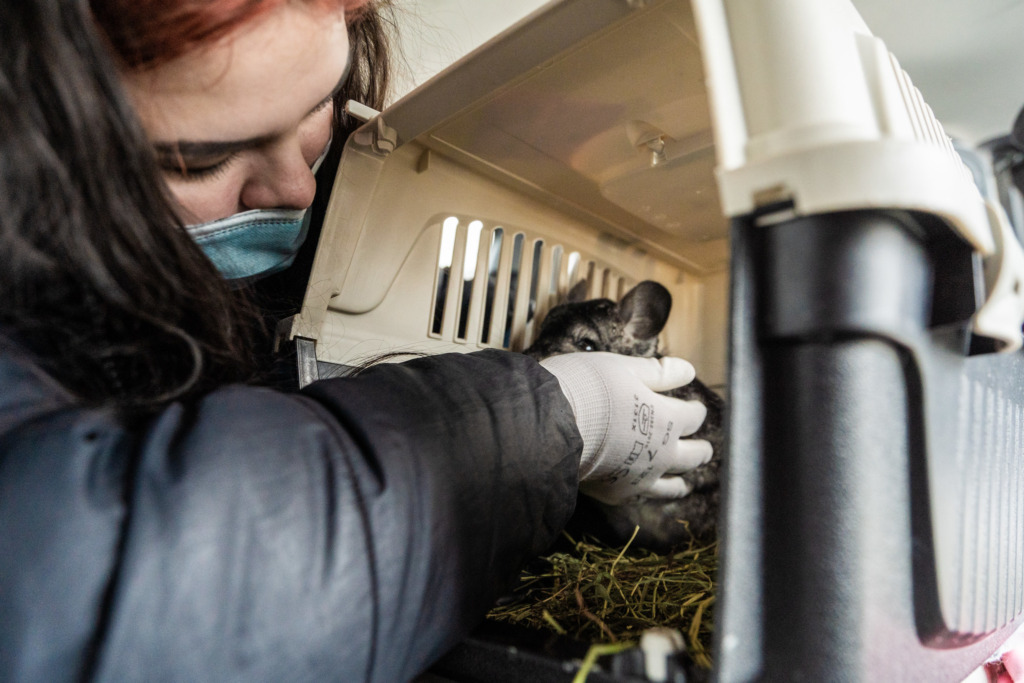 FOTOD I Eesti suurim looma päästeoperatsioon: Nähtamatud Loomad päästis 105 tšintšiljat karusloomafarmist