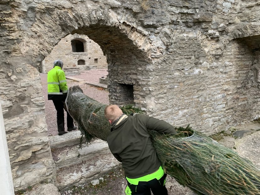 Jõulupuu jõudis Pirita kloostri varemete vahele
