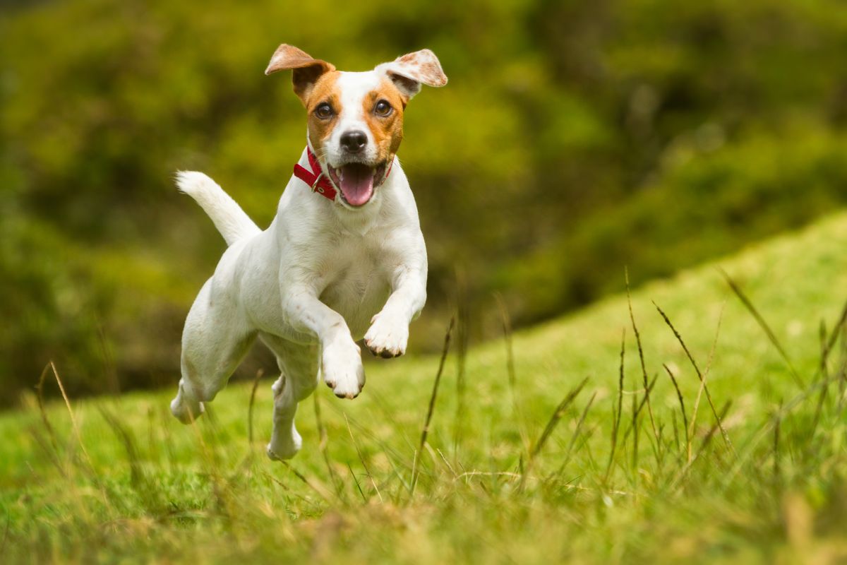 Dog,Happy,Run,Russel,Jack,Jump,Pet,Cute,Terrier,Play