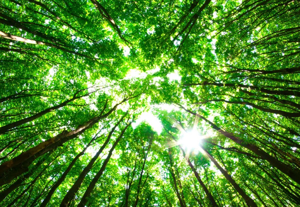 KIITUS KESKKONNAMINISTRILE I Erametsaliit kiidab keskkonnaministrit metsaomanike huvide seismise eest