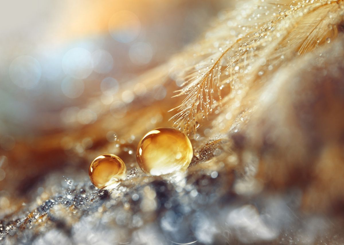 A,Drops,Of,Water,Dew,On,A,Fluffy,Feather,Close-up