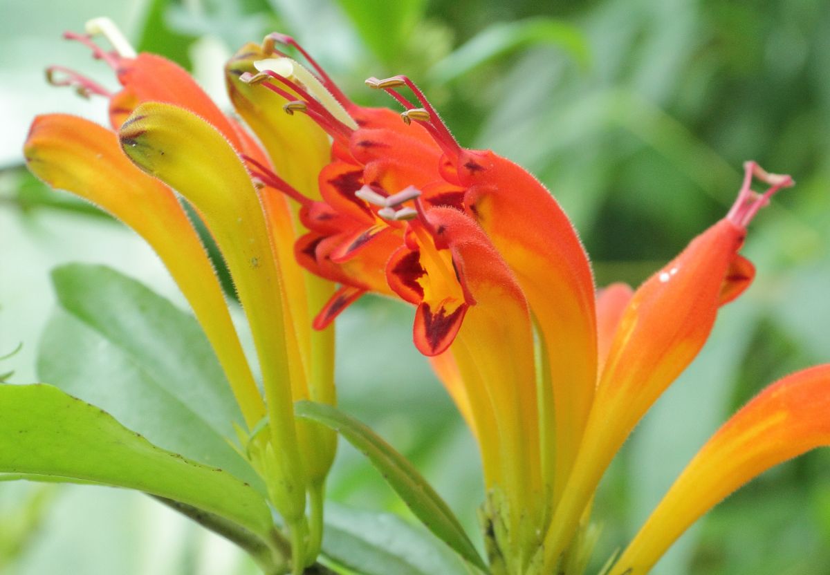 Aeschynanthus speciosus