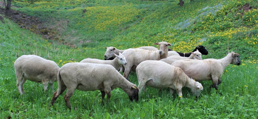Viljandi lossimägedesse jõudsid lambad