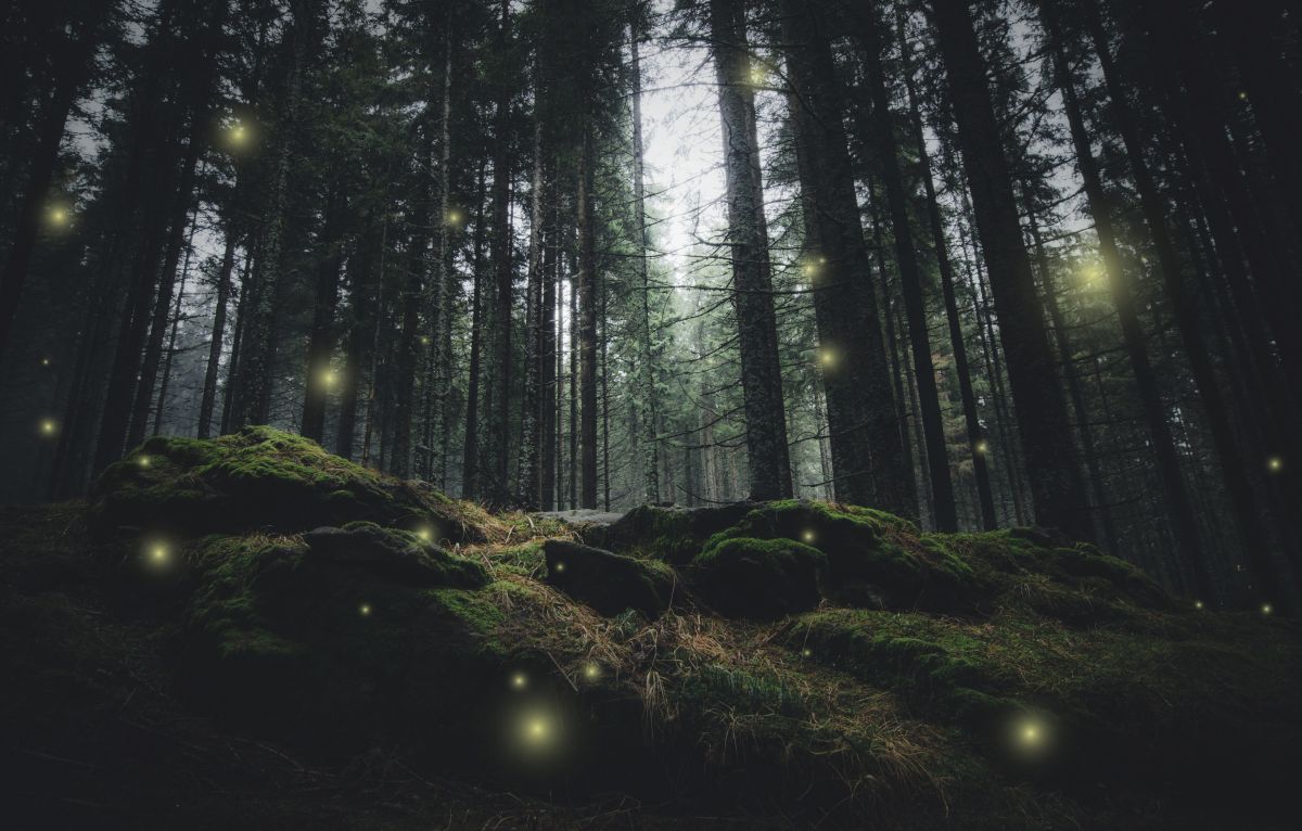 Magical,Lights,Sparkling,In,Mysterious,Forest,At,Night