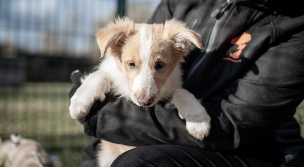 KUTSIKAVABRIKUTELE TULEB PANNA LÕPP! 25 päästetud koera ootavad abi