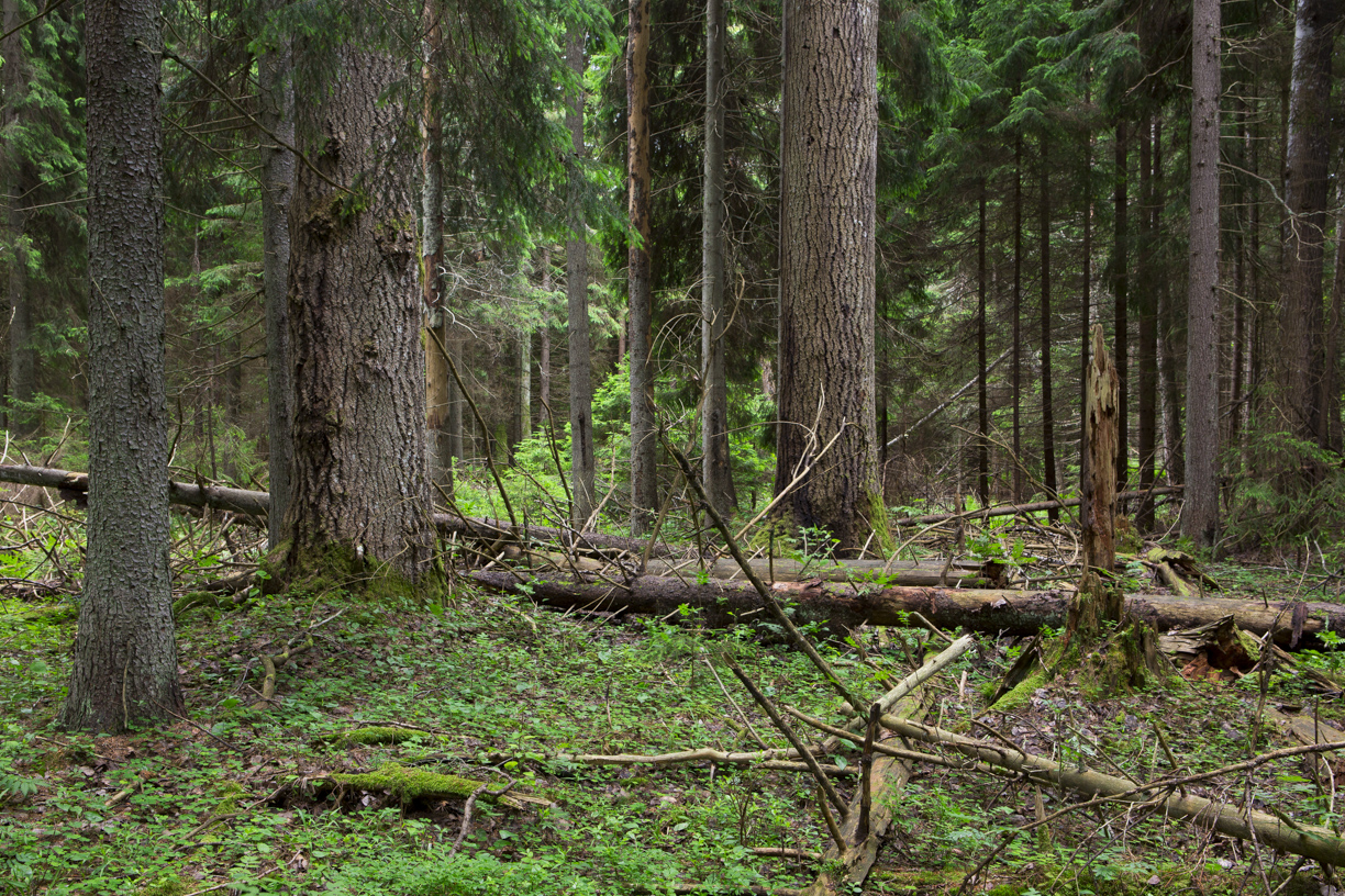 Eestimaa Looduse Fond teeb ettepaneku luua Hiiumaa põliste metsade kaitseks rahvuspark