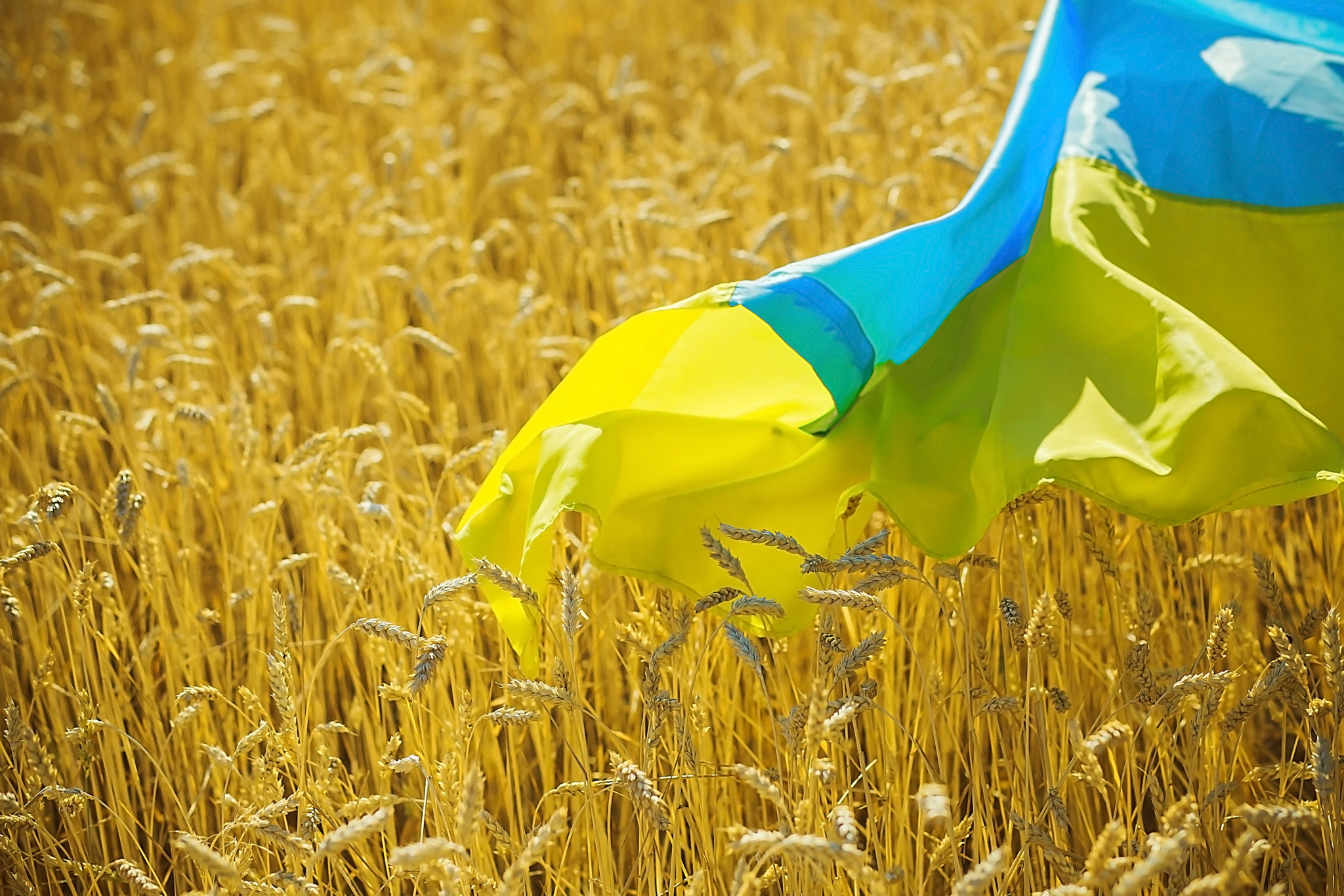 Flag,Of,Ukraine,Is,Blue-yellow,Lying,On,Ripe,Wheat.,Yellow