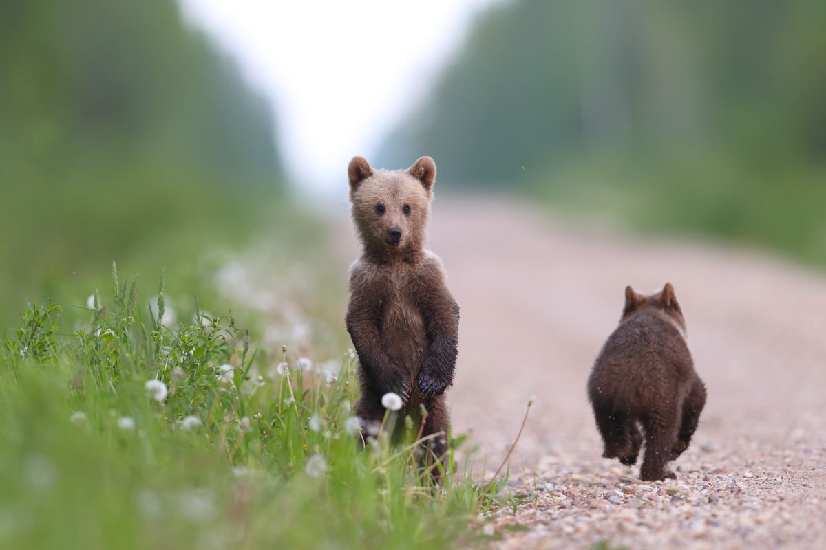 FOTOD I Ülemiste keskuses saab tutvuda parimate fotodega Eesti ja Läti karudest