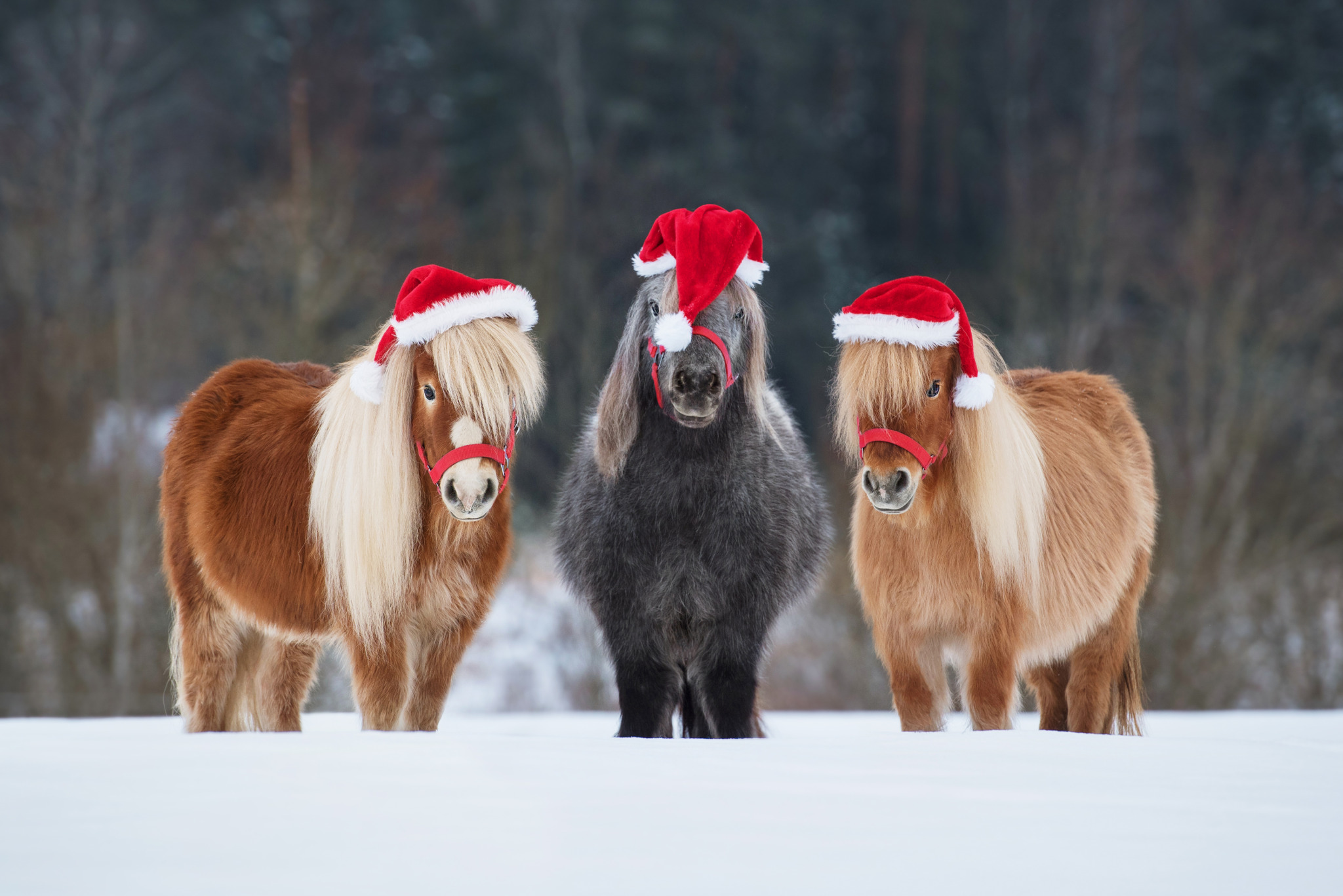 Three,Funny,Miniature,Shetland,Breed,Ponies,Dressed,In,Christmas,Santa