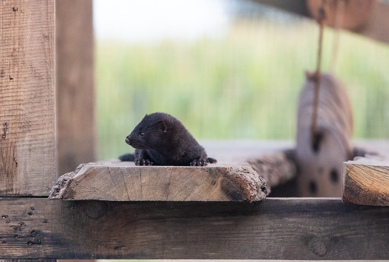 Mink Kiwi (Foto Andrew Skowron:Otwarte Klatki)