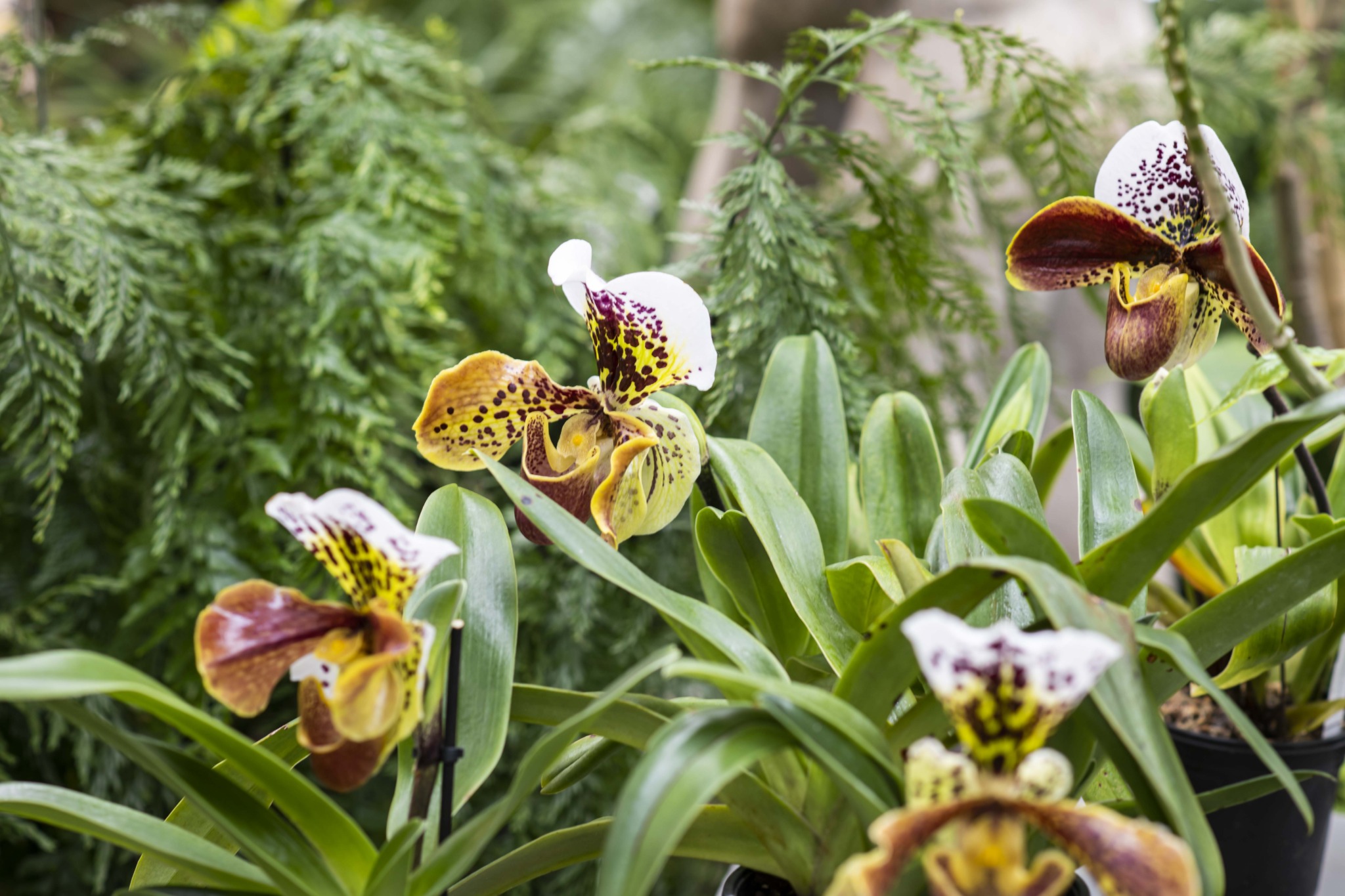Tallinna Botaanikaaias avatakse reedel traditsiooniline orhideenäitus