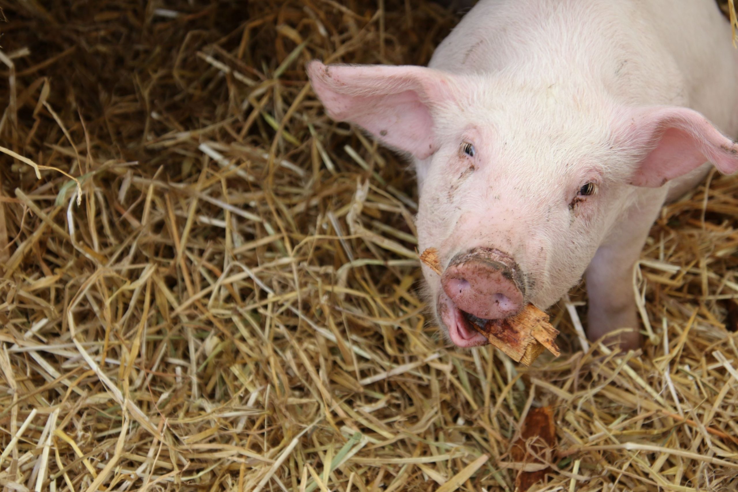 Maaülikooli teadlased uurisid Eesti farmerite valmisolekut nutitehnoloogiate kasutamiseks seakasvatuses