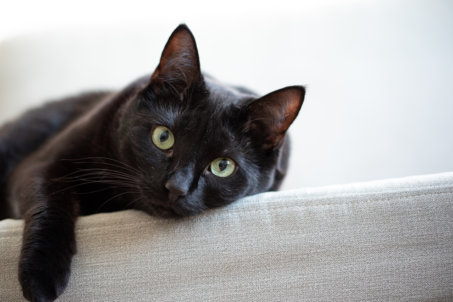 Miks ootavad mustad kassid varjupaikades oma uut kodu kõige kauem?