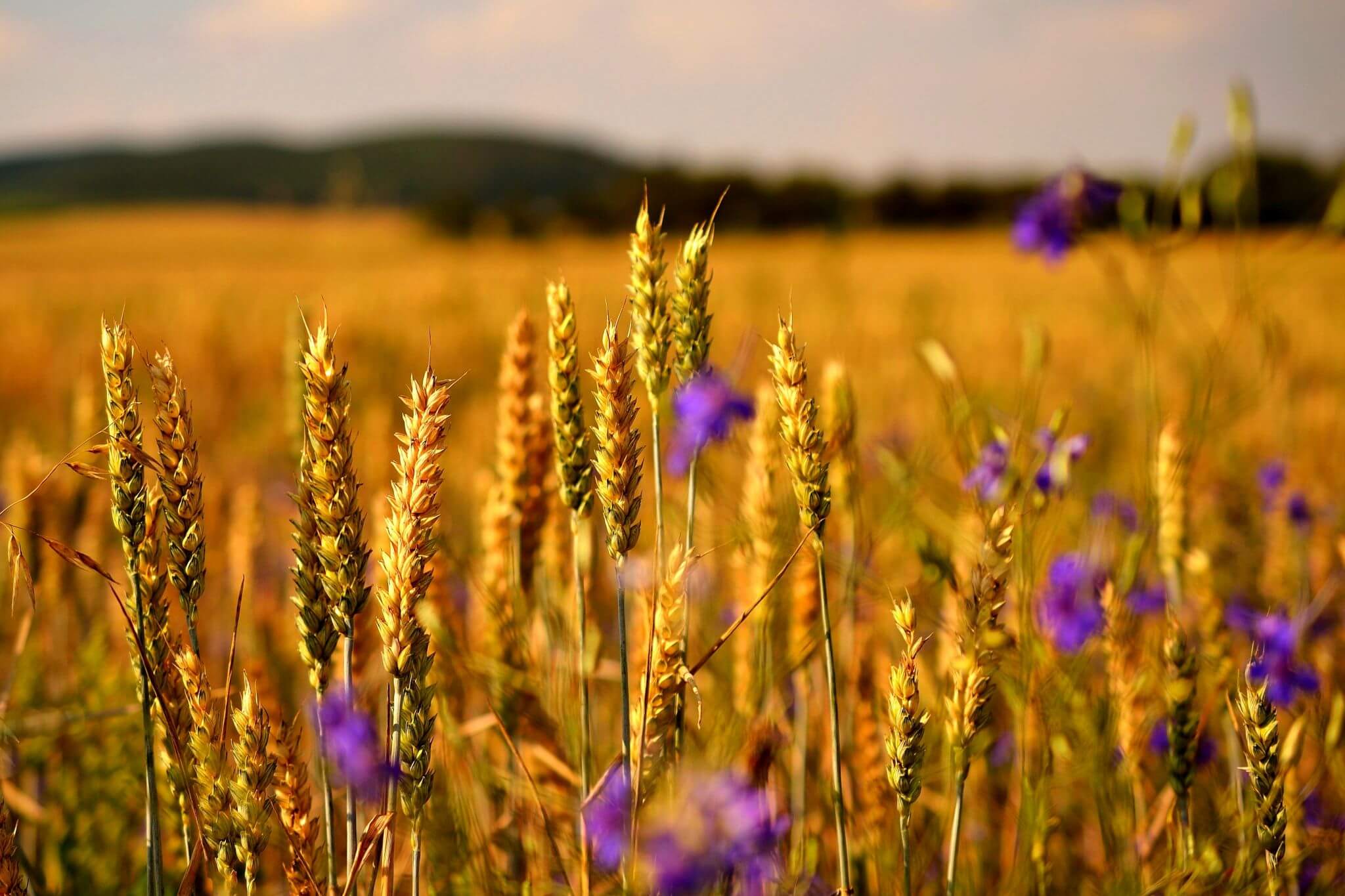 Põld (Foto Freepik) (8)