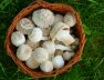 high-angle-view-mushrooms-basket