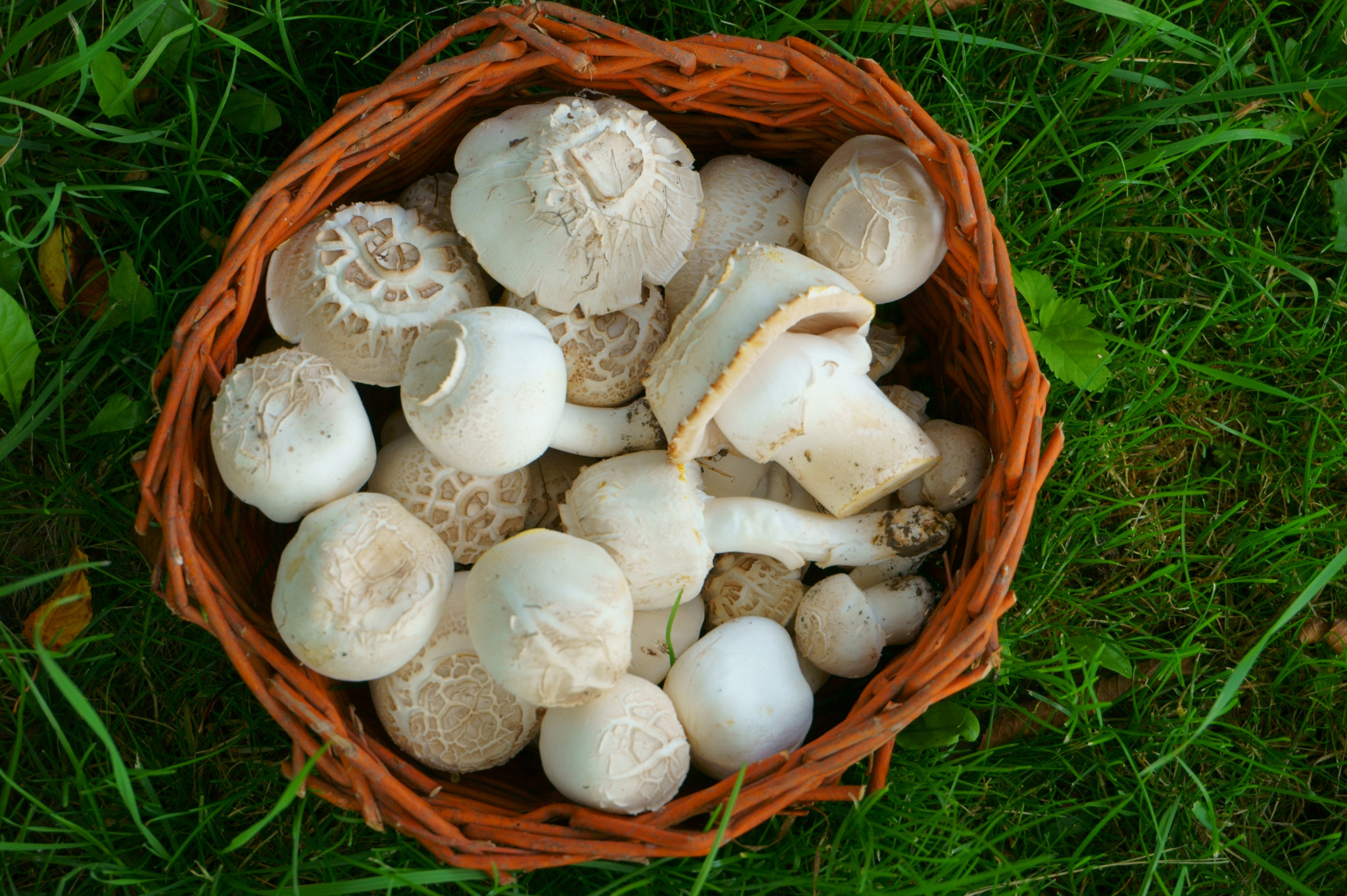 high-angle-view-mushrooms-basket