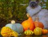 view-pumpkins-garden-autumn