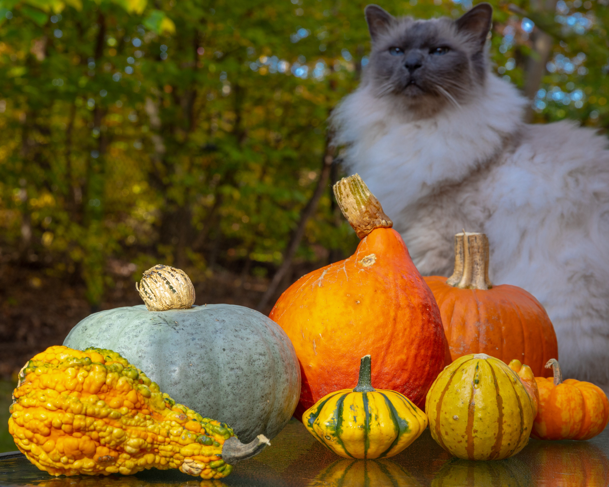 view-pumpkins-garden-autumn