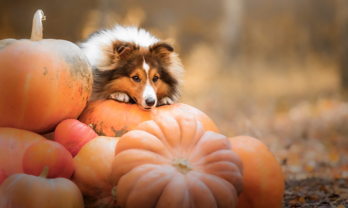 dog-sits-pile-pumpkins