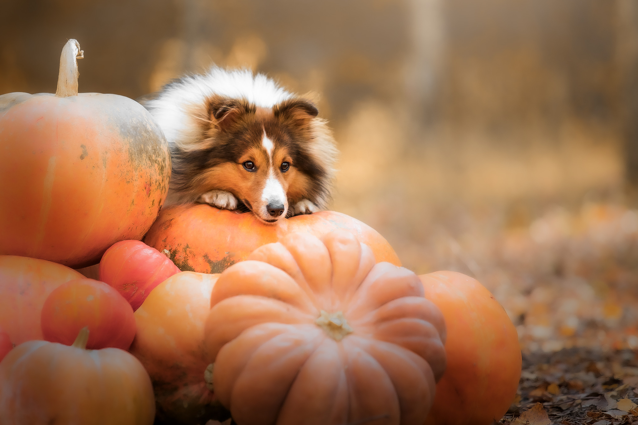 dog-sits-pile-pumpkins