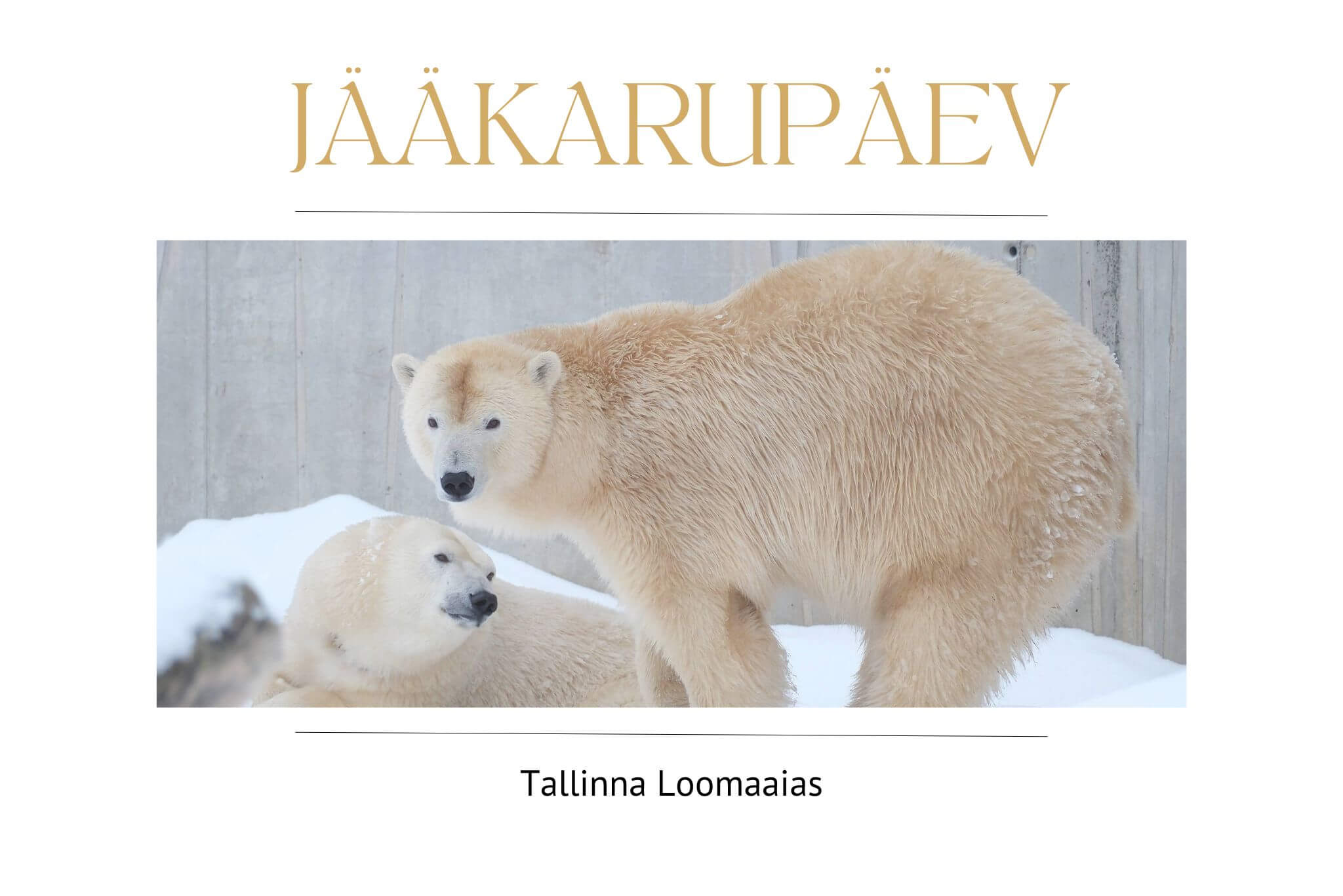 Jaakarupaev 22.02.25