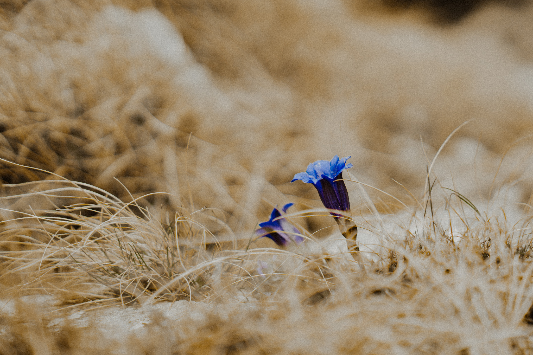 eesti freepik